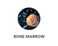 Bone Marrow Button